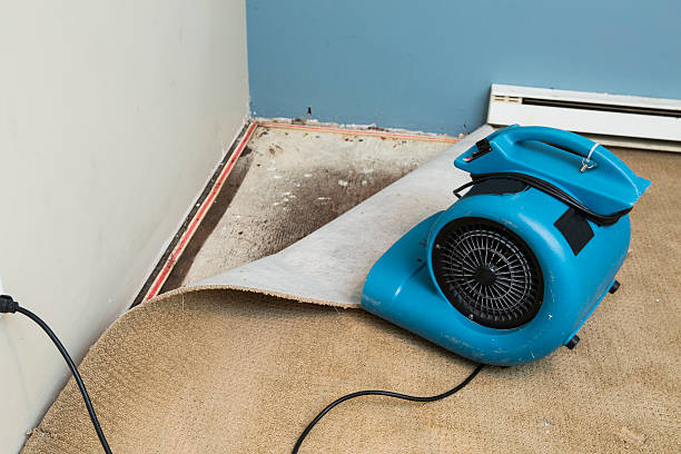 Best Local water damage restoration  in White Hall, IL